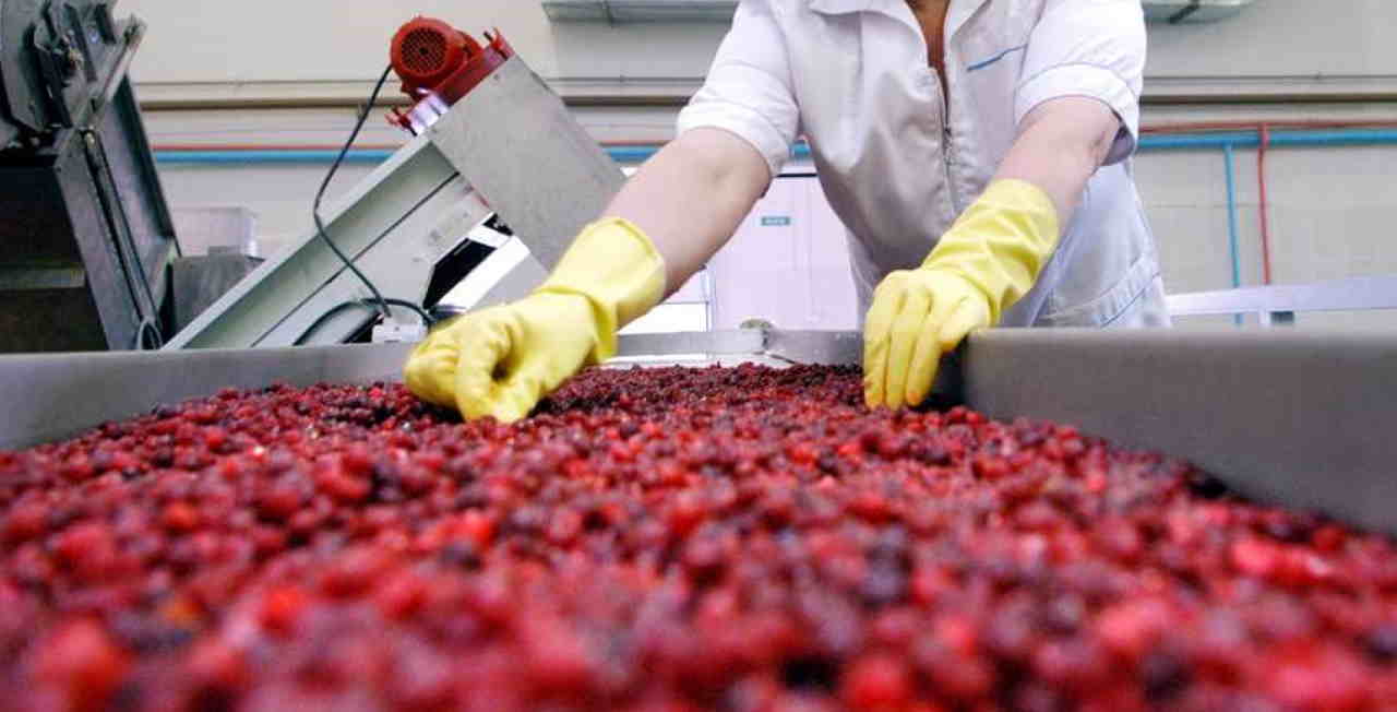 Цех переработки фруктов. Завод ягоды Карелии. Цех по переработке ягод. Фабрика по переработке ягод. Ягодный цех по переработке ягод.