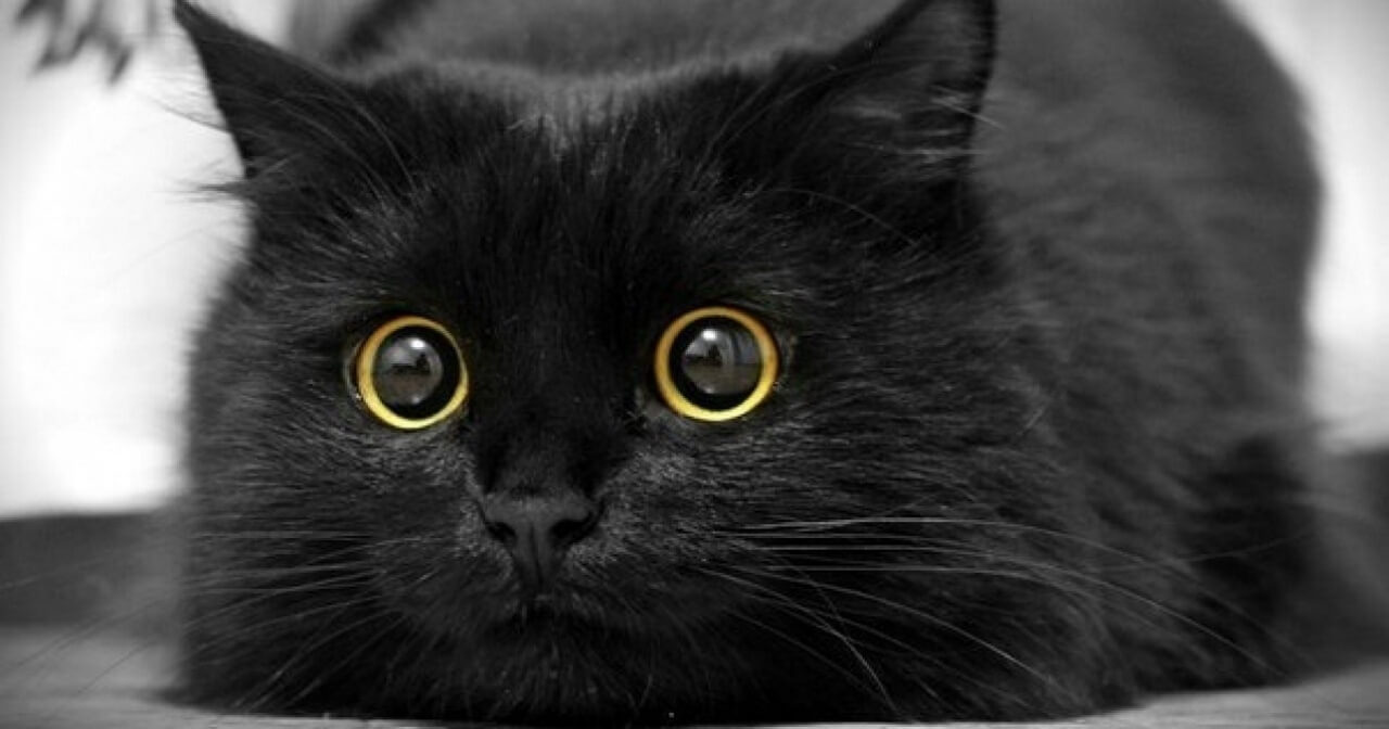 В чёрной, чёрной комнате… 17 ноября спасаем чёрного кота от неприятностей  :: СамолётЪ